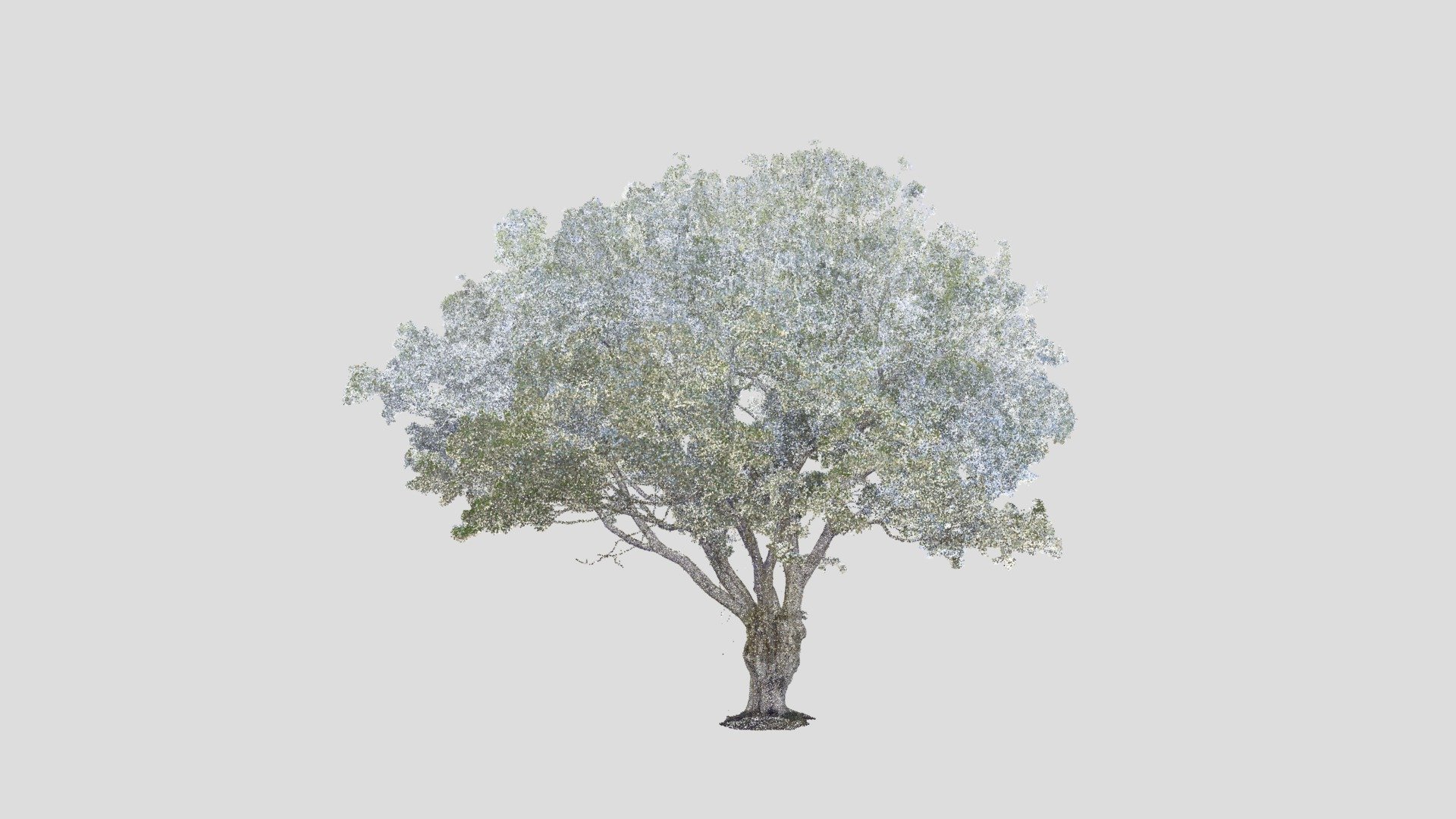 TREE POINT CLOUD - Buy Royalty Free 3D model by magnum_opus (@tree ...