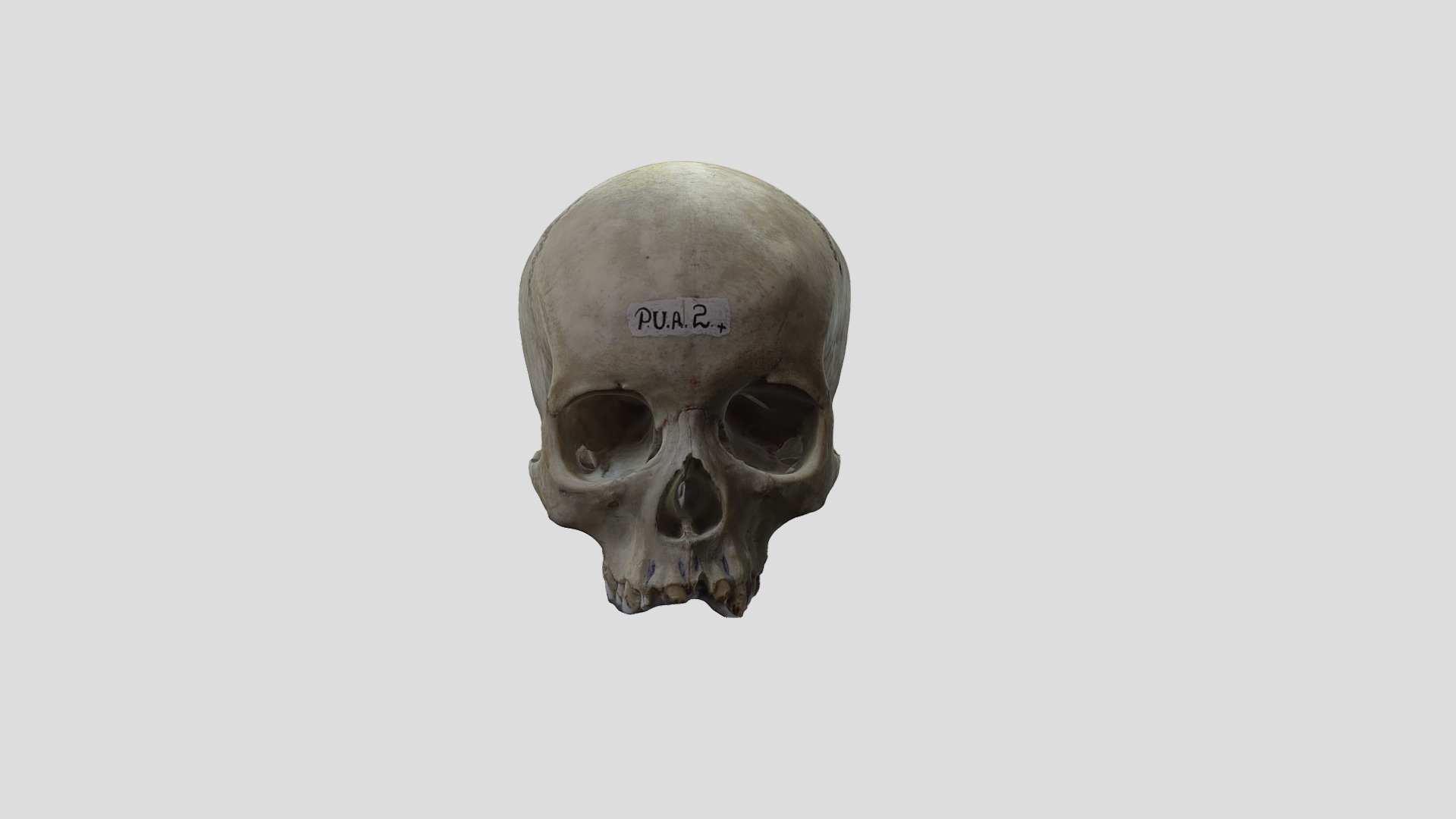 s4 fbx low