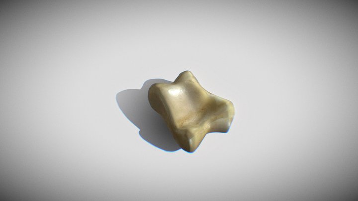 Asyk (Bone) 3D Model