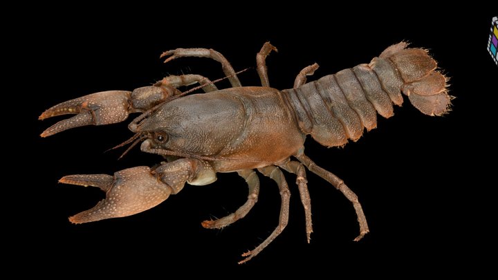 ニホンザリガニ🦞 ♀ Crayfish, Cambaroides japonicus 3D Model