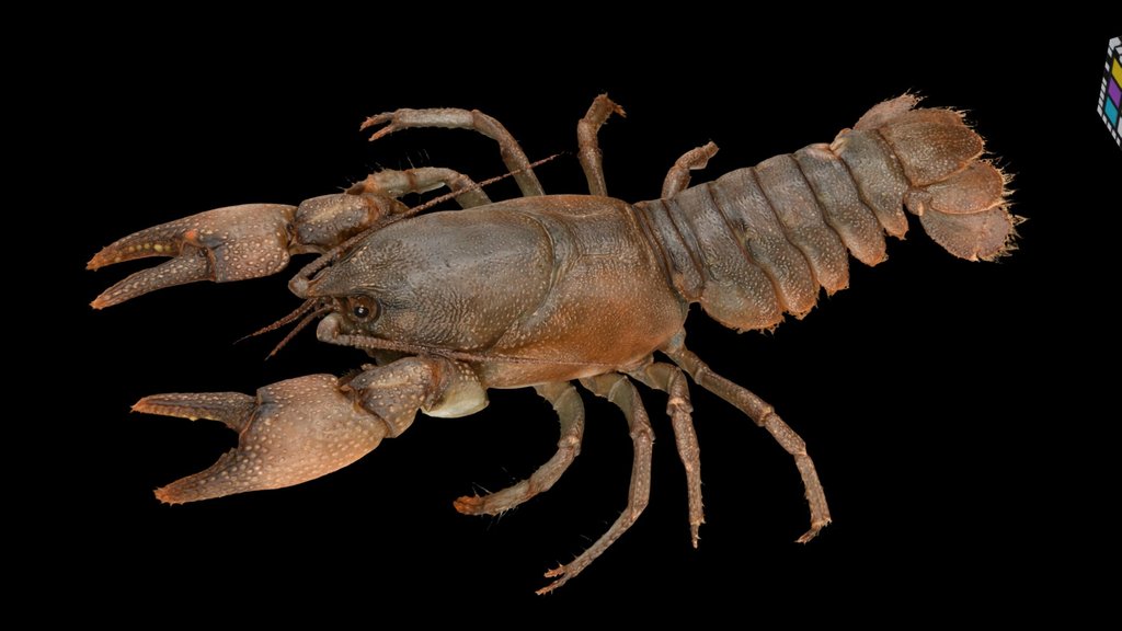 CC0 ニホンザリガニ 🦞 ♀ Japanese Crayfish, C. japonicus