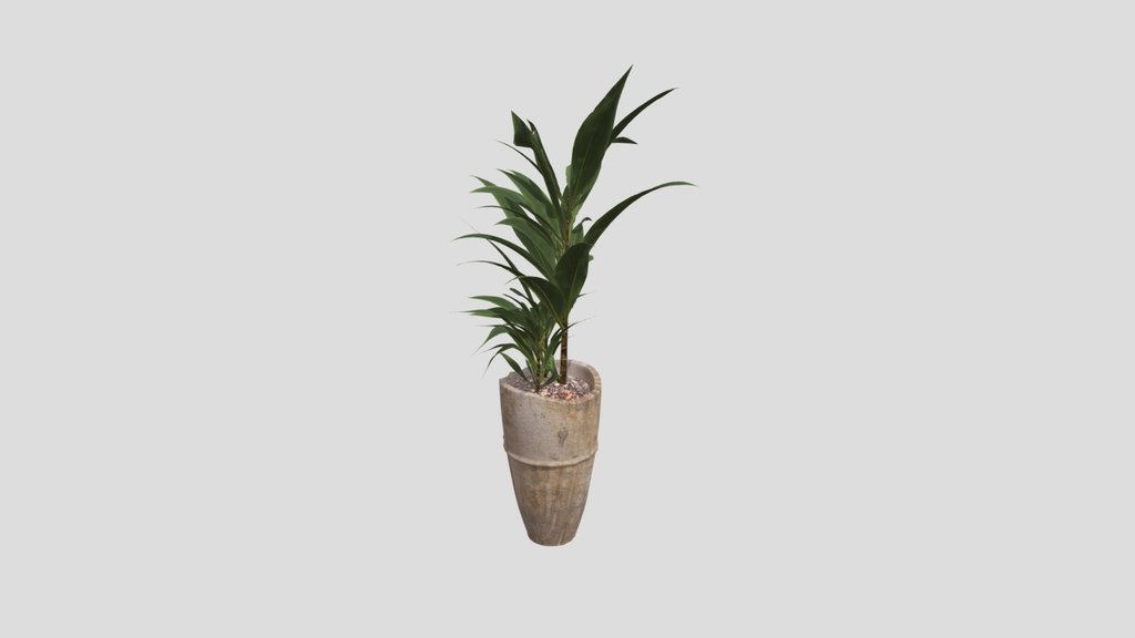 Plant