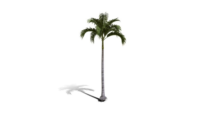 Realistic HD Christmas palm (9/35) 3D Model