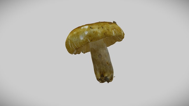 Real mushroom 0053 (Russula foetens) 3D Model