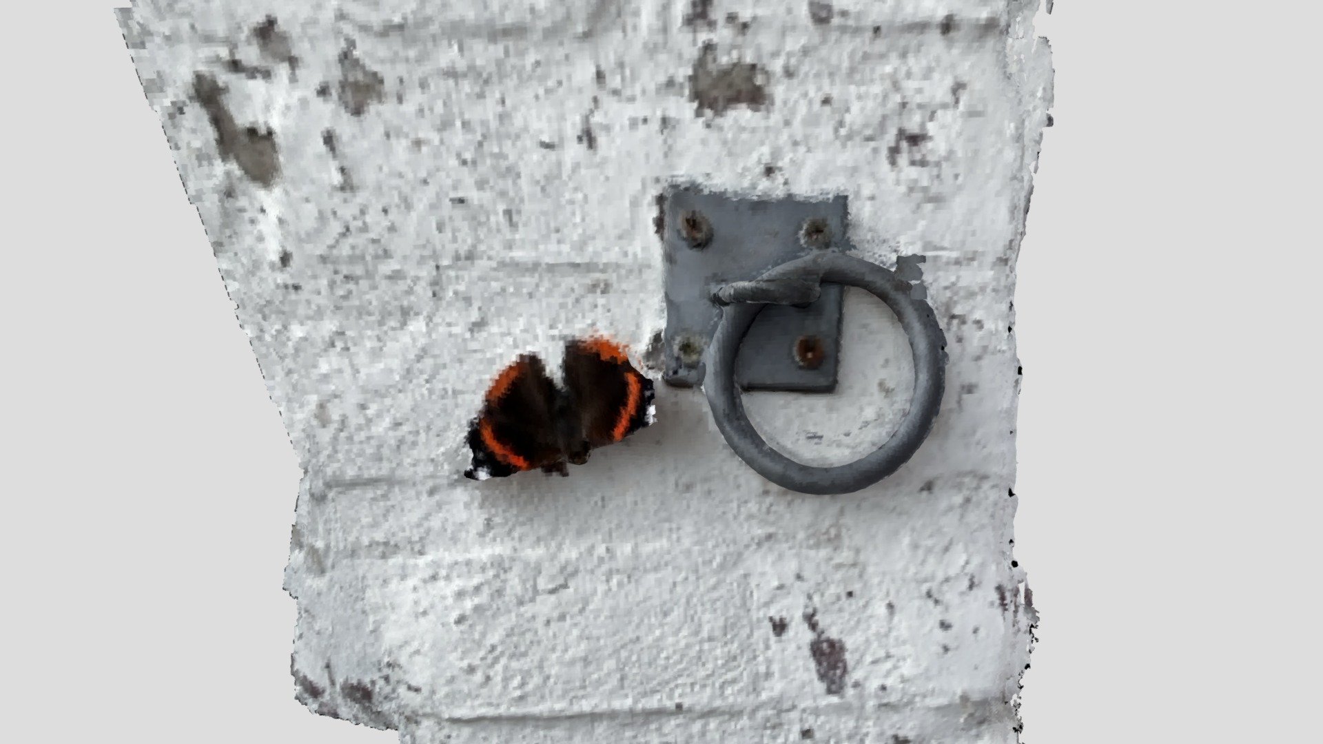 Vanessa Atalanta