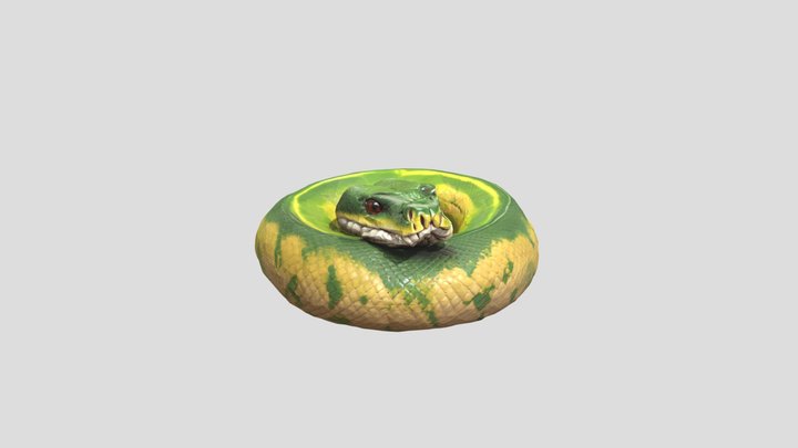 Green tree python 3D Model