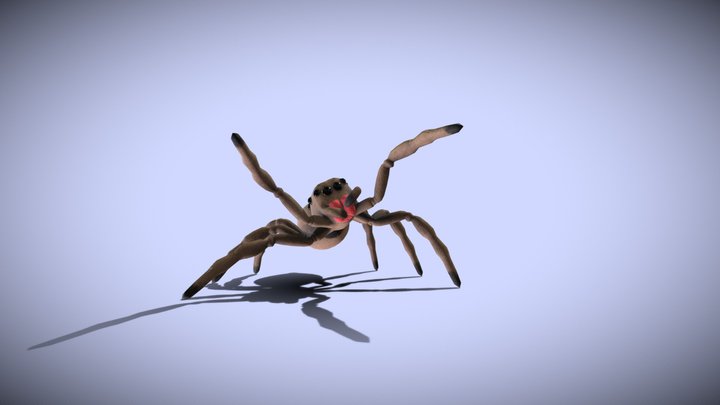 Jumping Spider - Latrodectus - Animated 3D Model