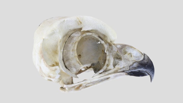UWYMV:Bird:5882, Aegolius acadicus, Skull – Gratis 3D-model STL