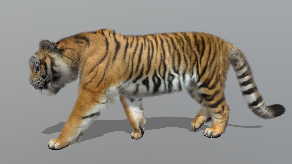 Tiger – Realistic Animated 3D Model