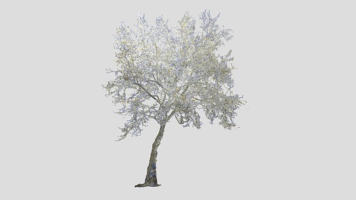 Tree Point Cloud 3D Model