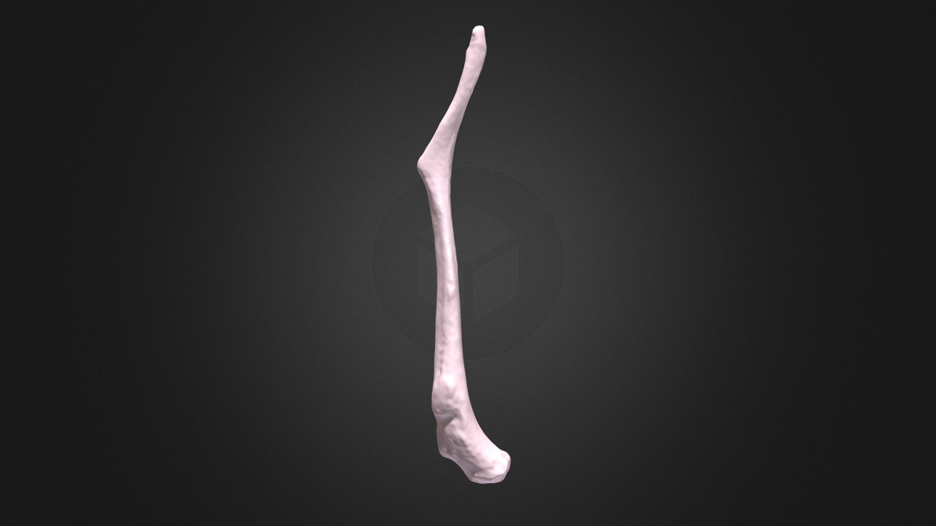 Pongo pygmaeus, right rib 12