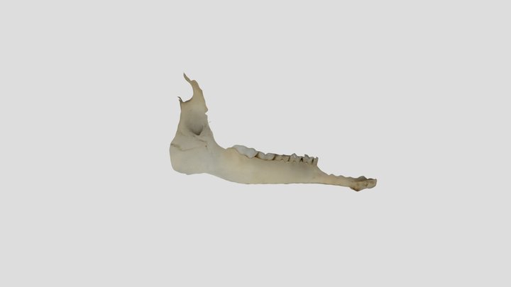 Jaw bone 3D Model
