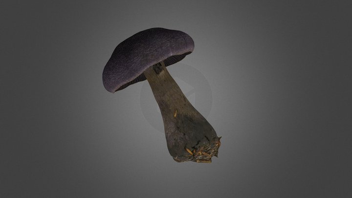 Cortinarius violaceus mushroom 3D Model
