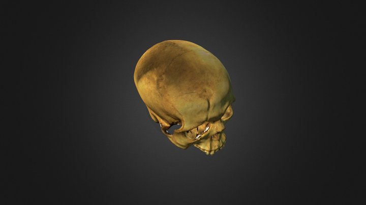 Cráneo 1475 Túmulo de la Guancha 3D Model