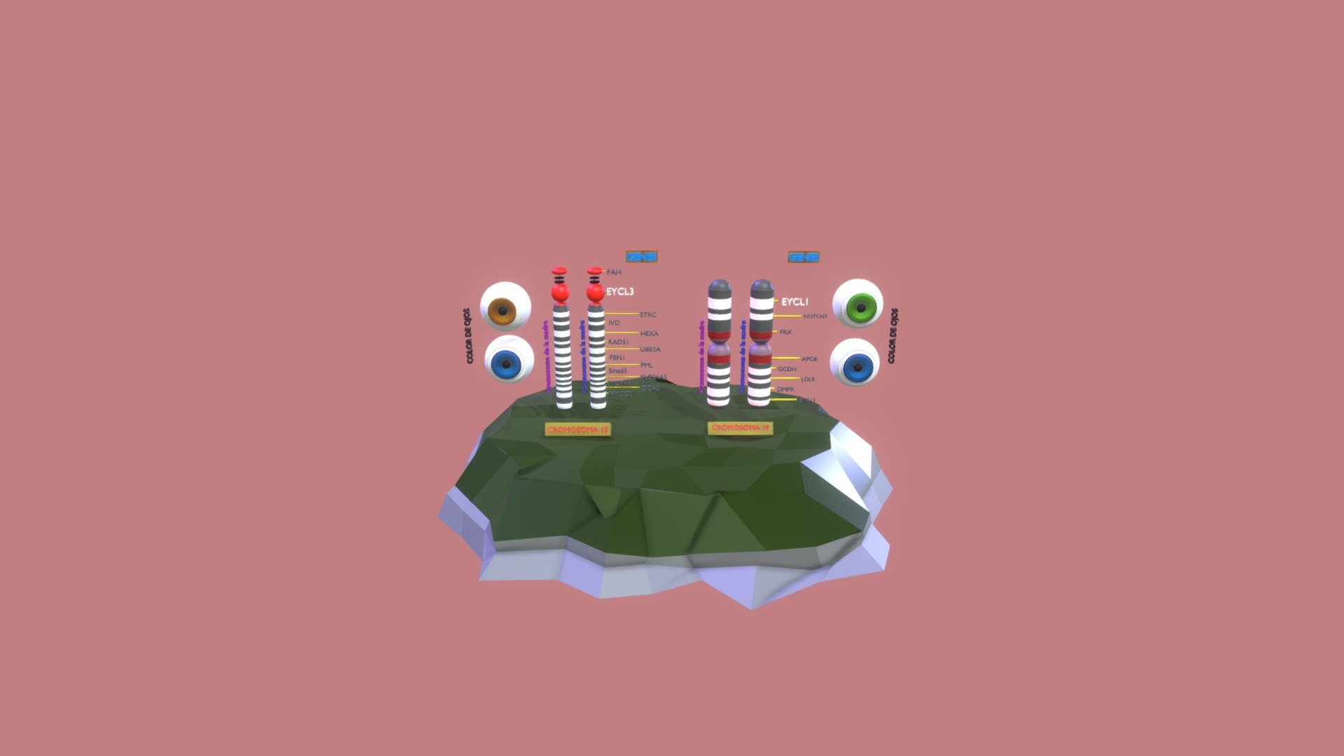 CROMOSOMAS 15 Y 19 - BIOLOGIA II