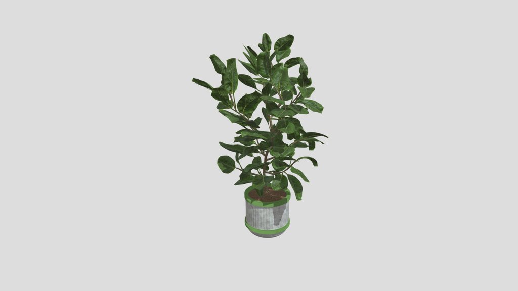 Ficus Plant