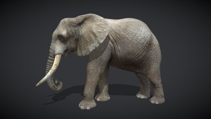 African Elephant – Realistic Animated 3D Model 3D Model