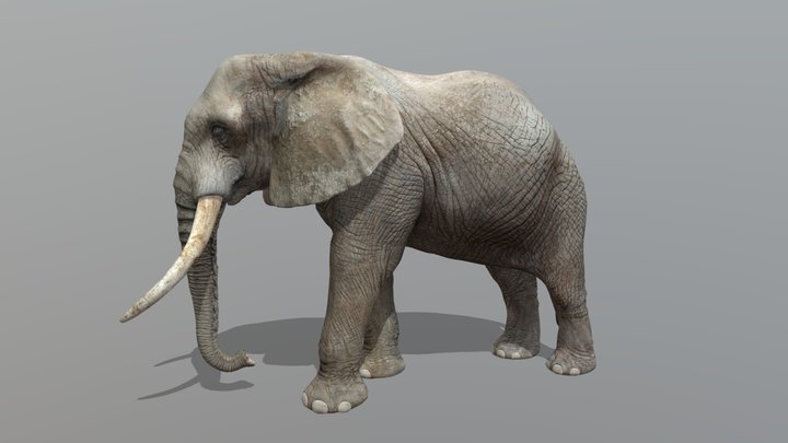 African Elephant – Realistic Animated 3D Model – Free 3D Model STL