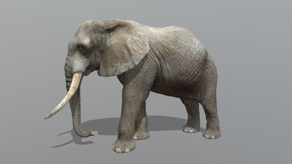 African Elephant – Realistic Animated 3D Model