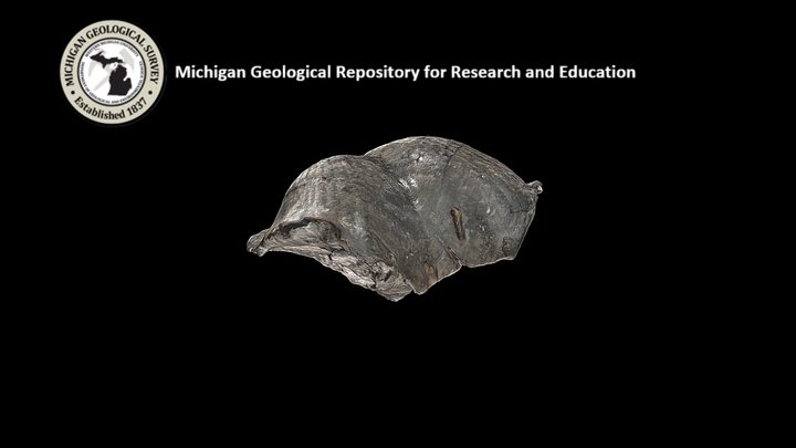 Brachiopod 3D Model