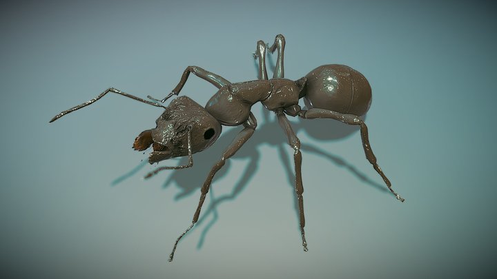 Artifex Ant 3D Model