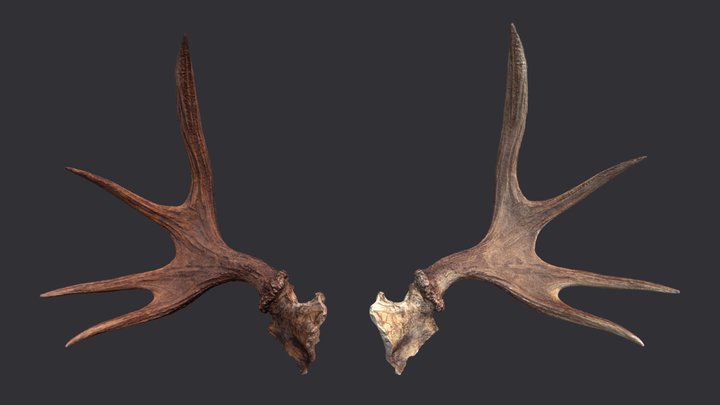 Moose Antler Remesh 3D Model