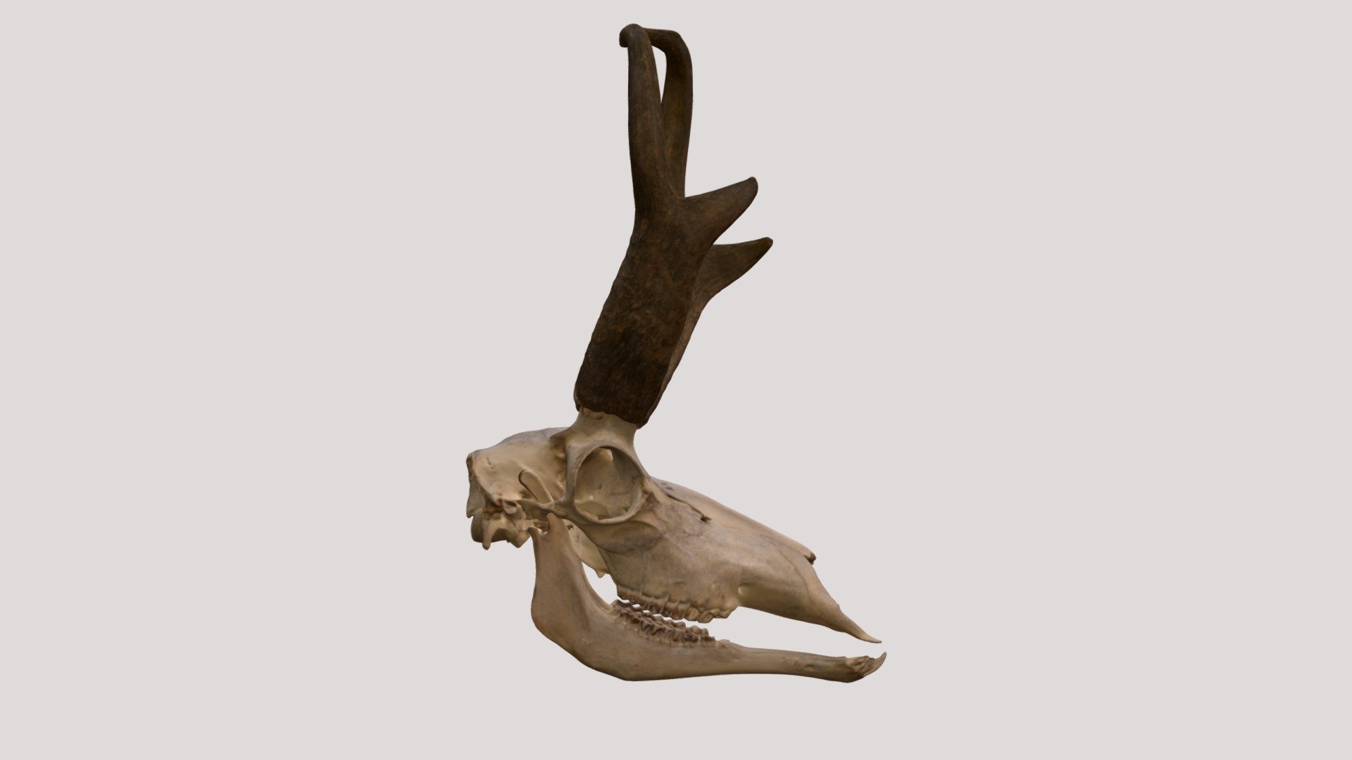 Antilocapra americana (MSBMamm141915) 3D model by Biodiversity