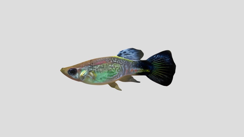 Mosaic Guppy Male