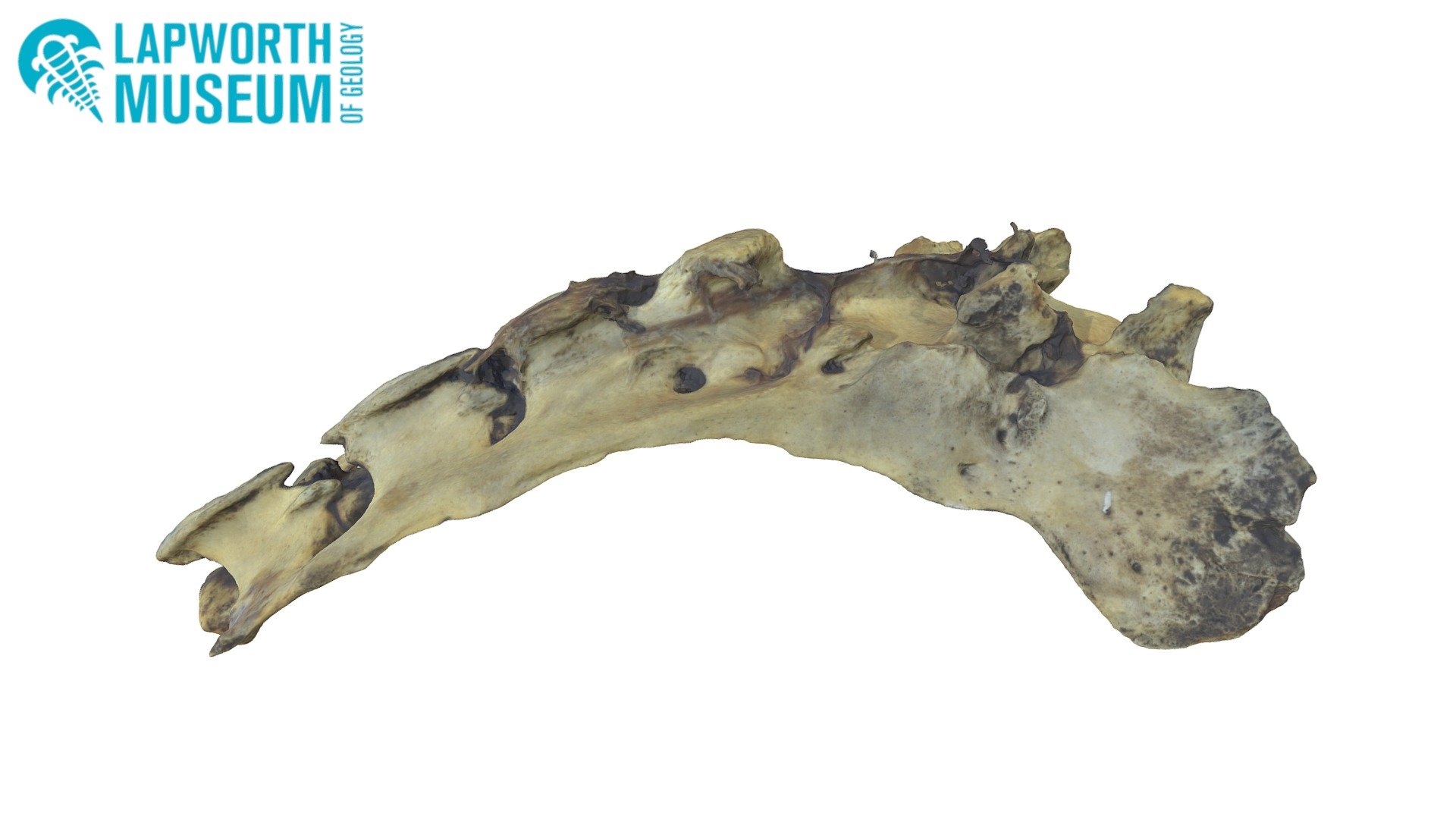 Hippopotamus Sacrum
