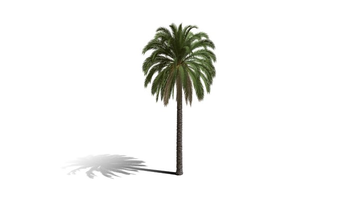 Realistic HD Canary Island date palm (25/40) 3D Model