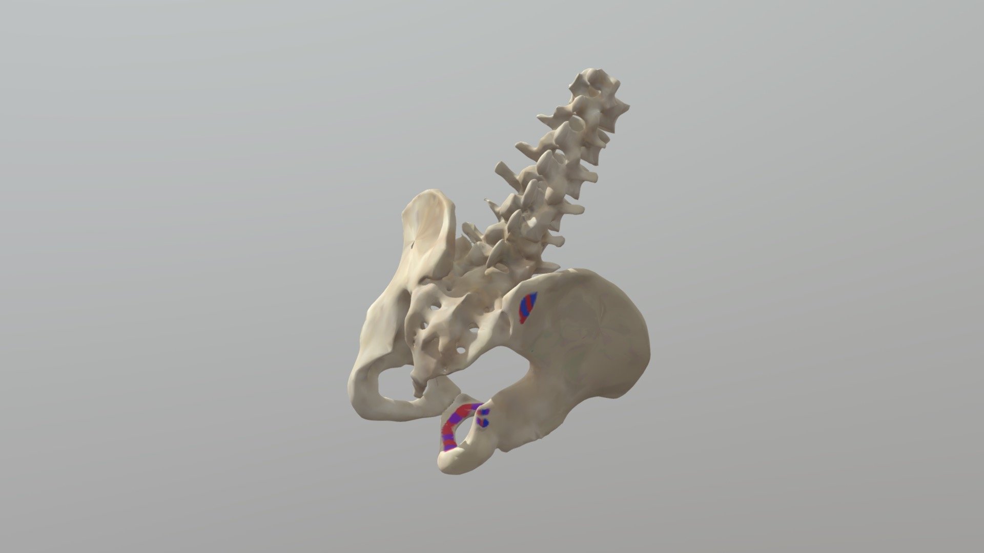 Lateral hip rotation_Red