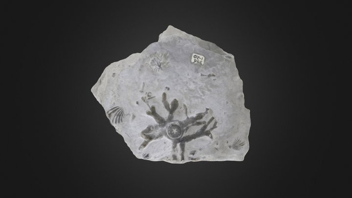 Crinoid: Eucalyptocrinus sp. (PRI 76776) – Gratis 3D-model STL