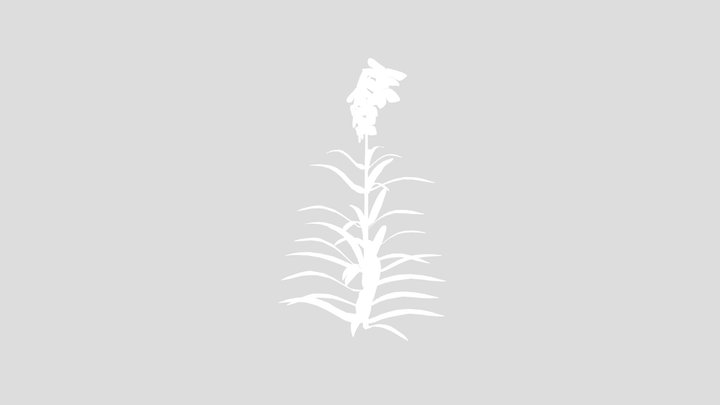 White Flower Plant