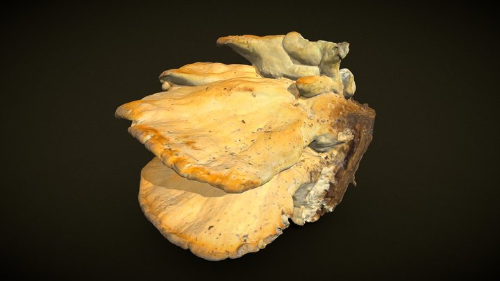Laetiporus sulphureus - Real fungus 3D scan 3D Model
