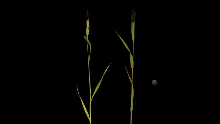 CC0 コムギ Wheat, Triticum aestivum – Free 3D Model STL