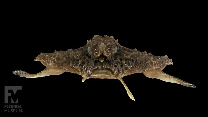 Batfish 3D models - Sketchfab