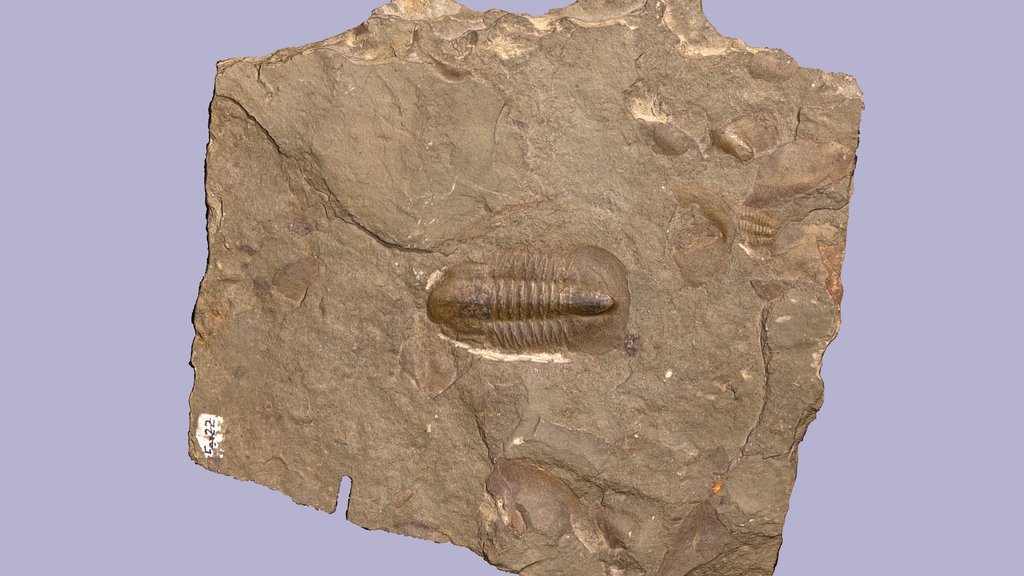 Trilobite