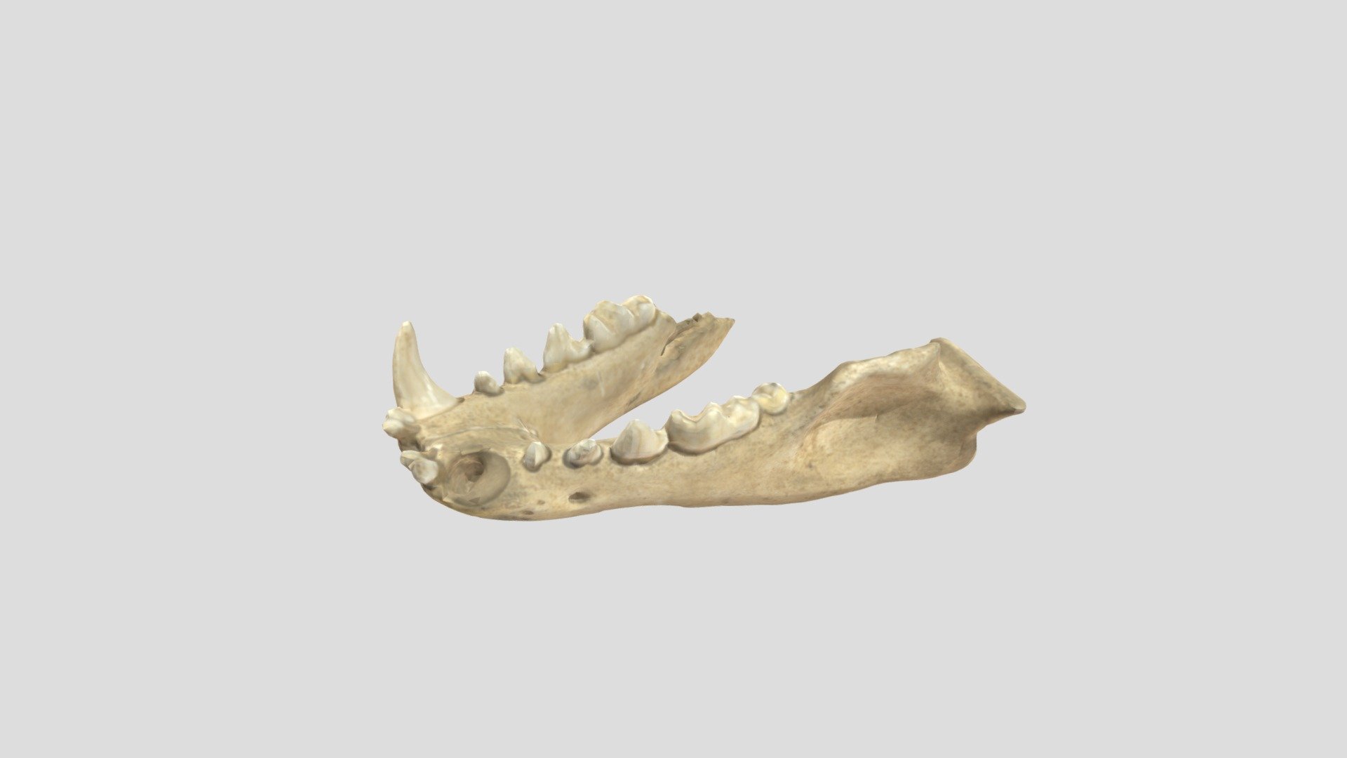 Badger Jaw - Download Free 3D model by UIPaleoRepository [2b6401b ...