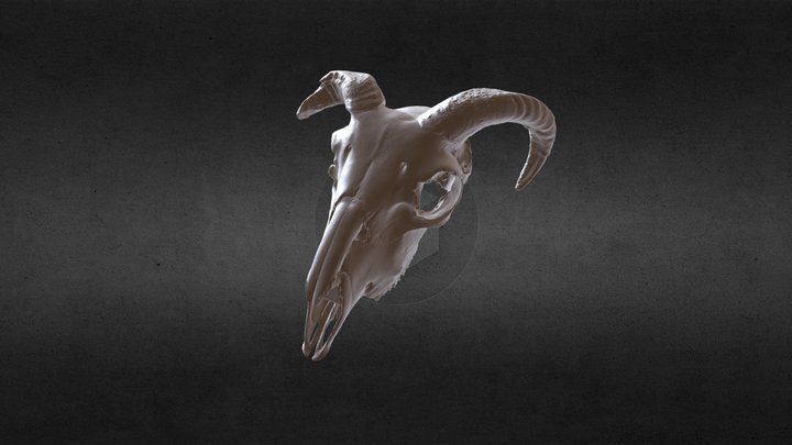 Ram Skull – Free 3D Model STL