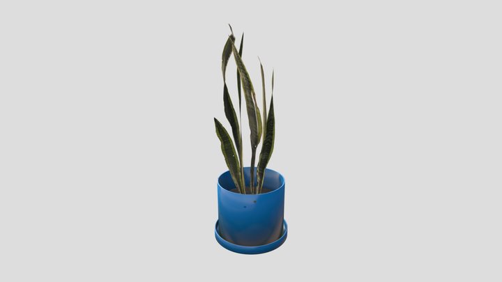Snake Plant 3D Model