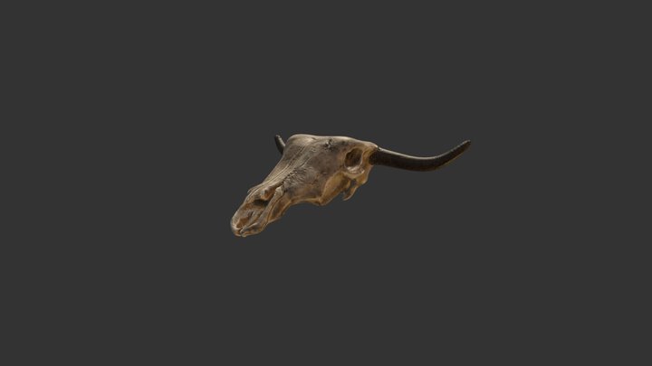 Cow Skull 3D Model