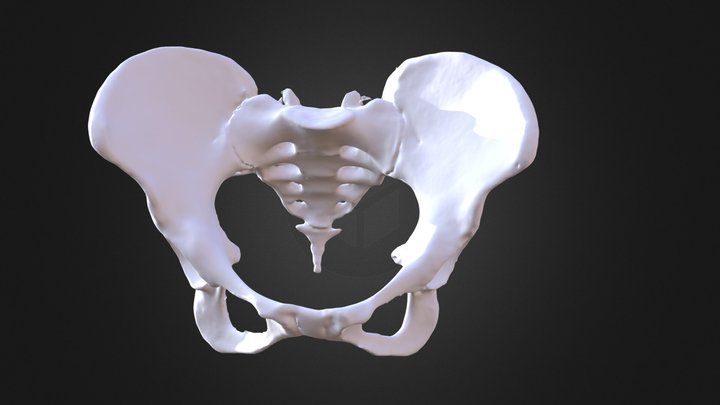 Female Pelvis 3D Model