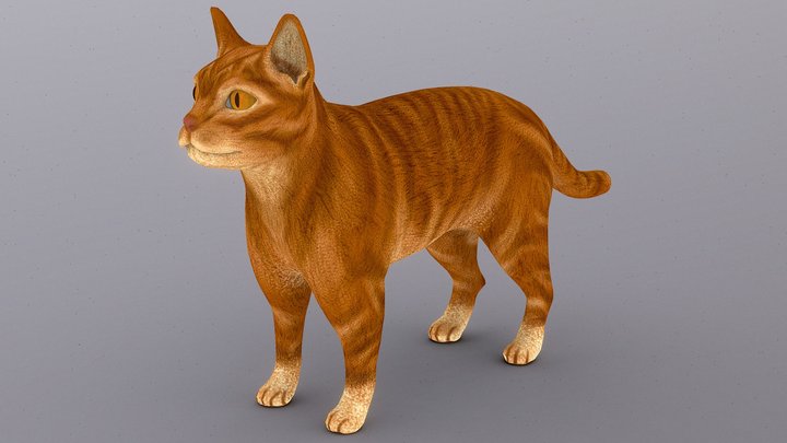 Orange Cat 3D Model
