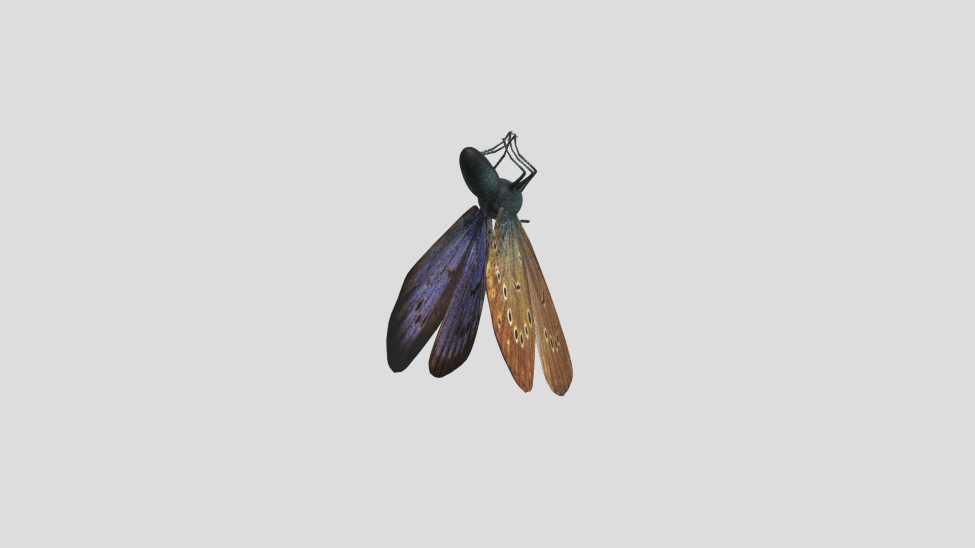 Maculinea Telesius