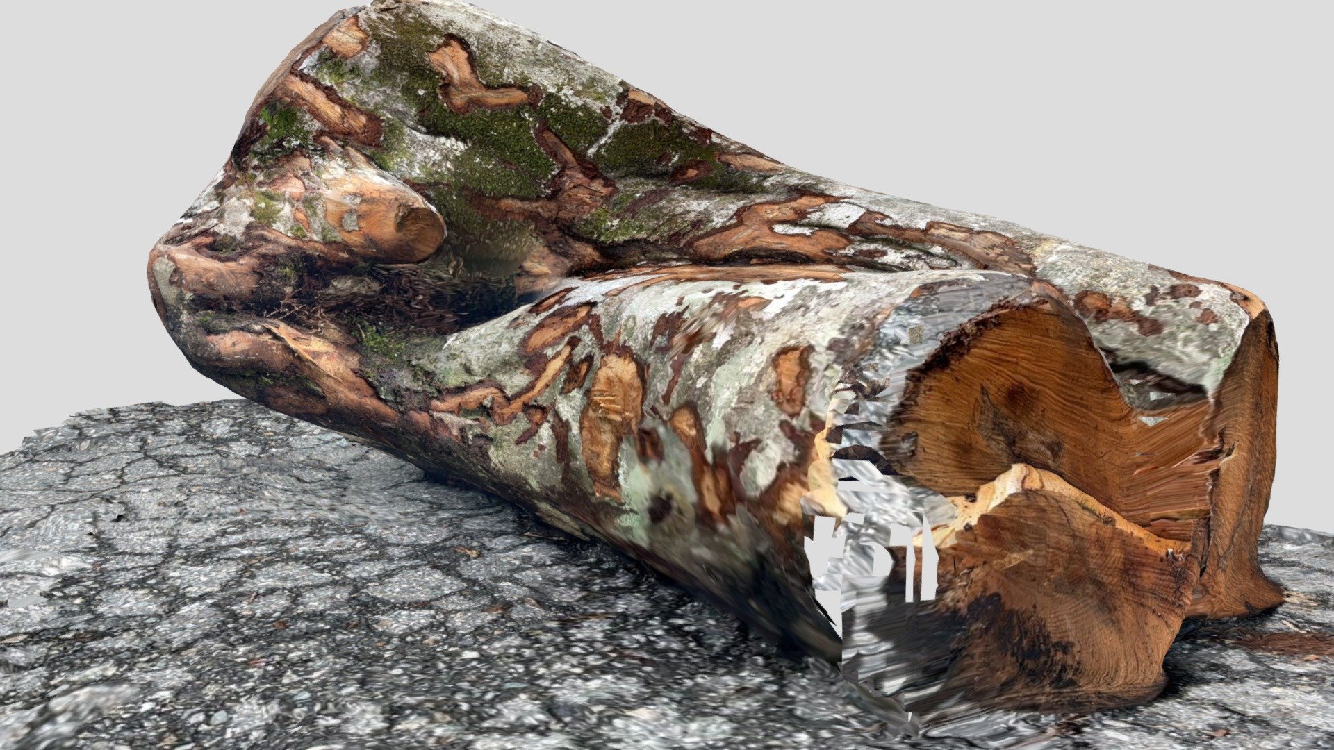【Sold out】根曲りスパイラルブナ — Sketchfab embed 3D viewer