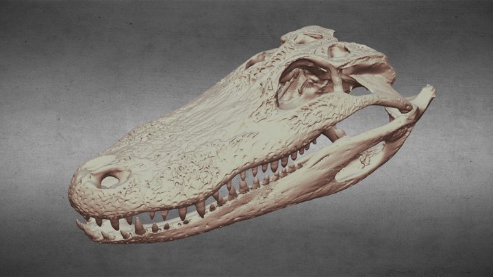 Alligator Skull 3D Model