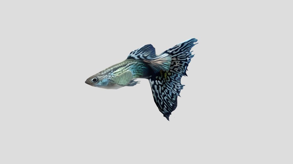 Mosaic Guppy Male