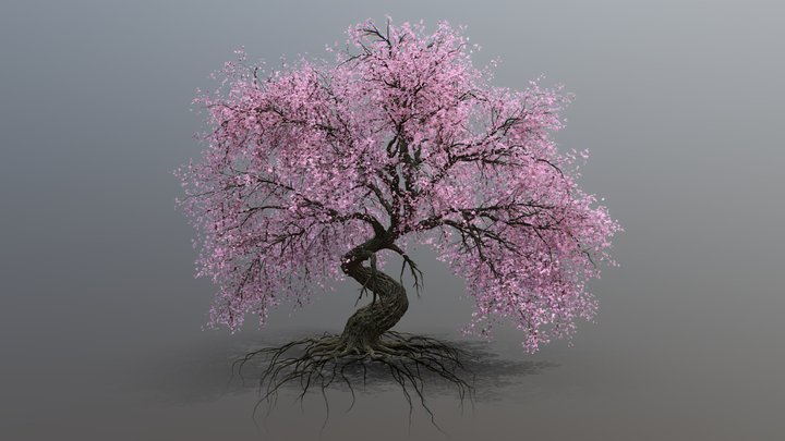 Ancient Sakura/Cherry Blossom Tree 3D Model