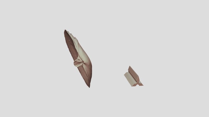 オオノガイ_左殻 3D Model