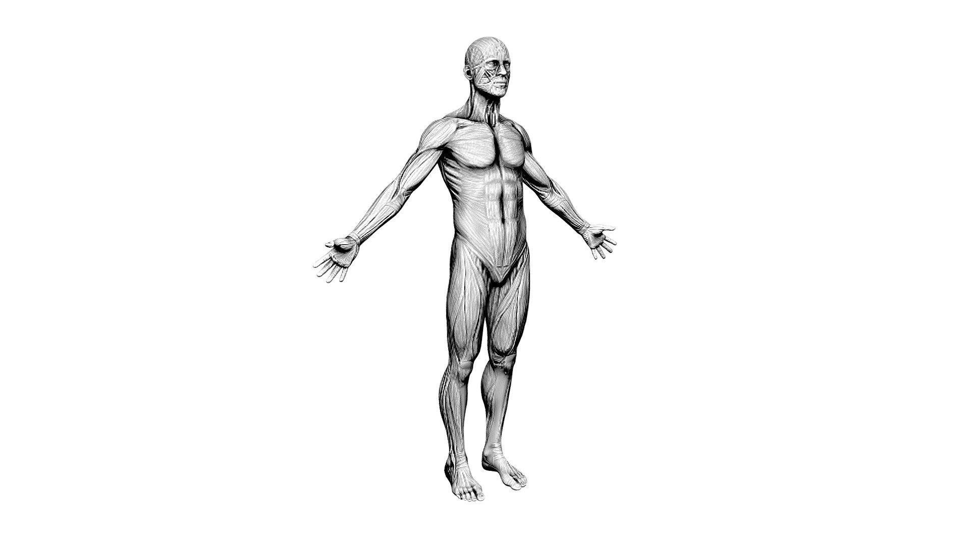 Écorché Study